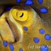 ray_bluespotted_crci_mb_h_0129_png1924.jpg